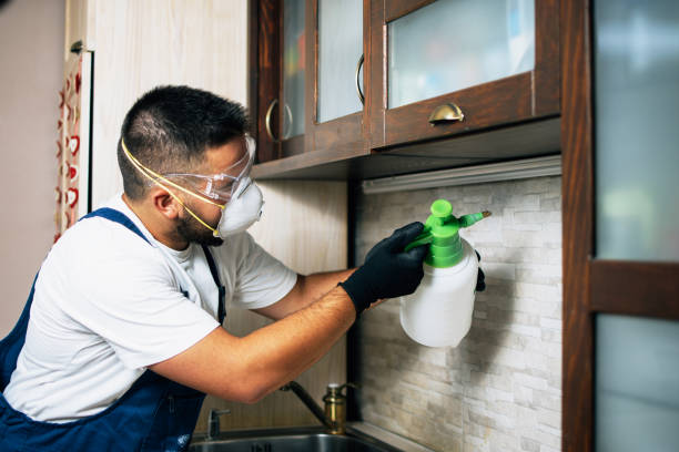 Best Affordable Pest Control Services  in Affton, MO