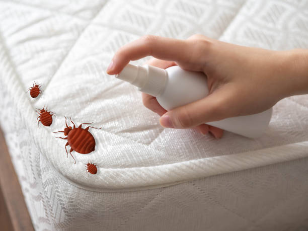 Best Residential Pest Control  in Affton, MO