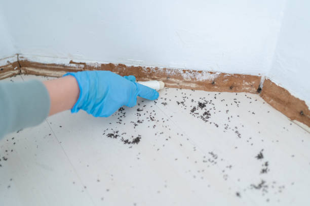 Best Insect Control  in Affton, MO